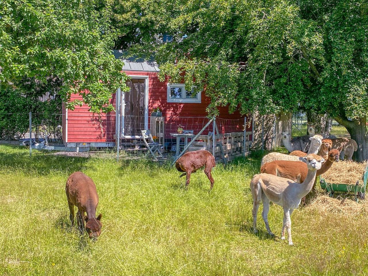 Tiny House auf der Alpaka-Farm - Tiny House in Rubkow, Stettiner Haff