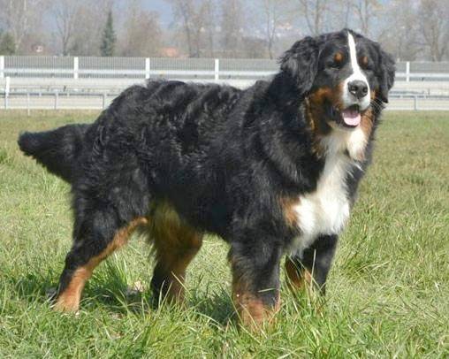 Hôtel pour 2 personnes, avec terrasse ainsi que jardin et vue, animaux acceptés à Aeschi bei Spiez - 2