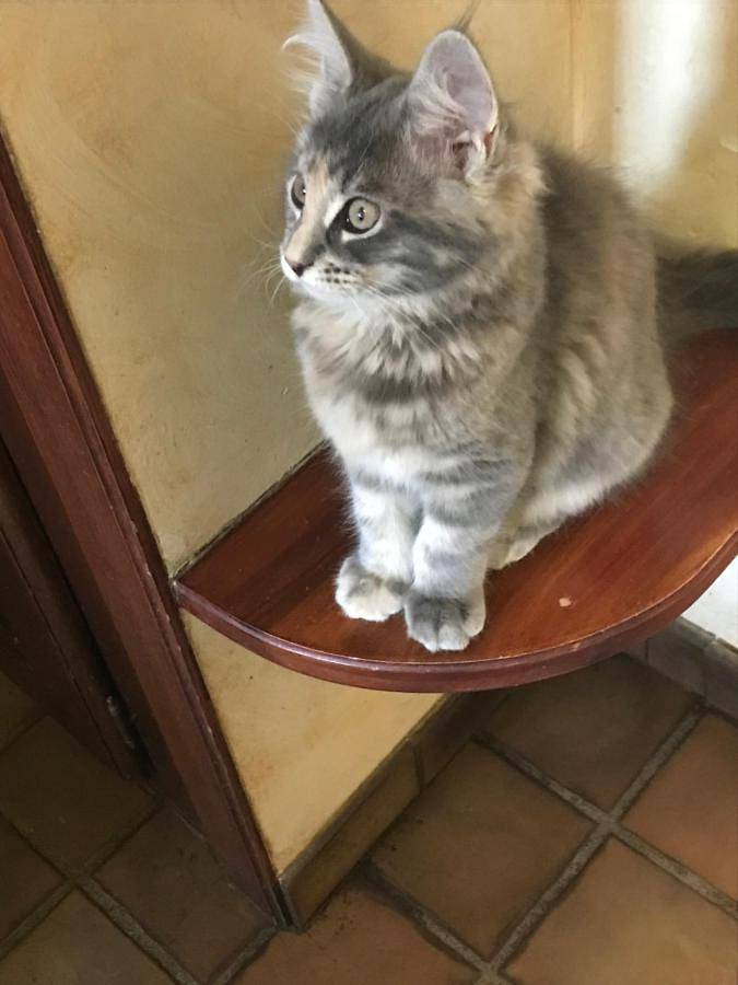 Location de vacances pour 2 personnes, avec piscine ainsi que jardin et vue à Viviers-du-Lac - 3