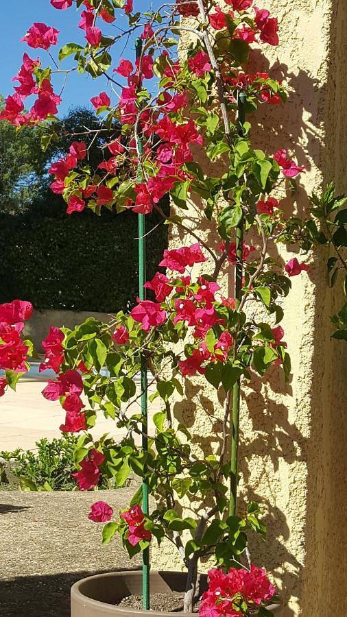 Location de vacances pour 2 personnes, avec terrasse ainsi que jardin et piscine à Langlade - 4