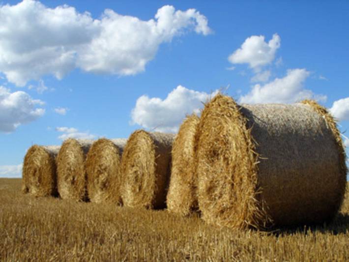Ferienhaus für 8 Personen, mit Garten und Terrasse in Nordfriesland - 4