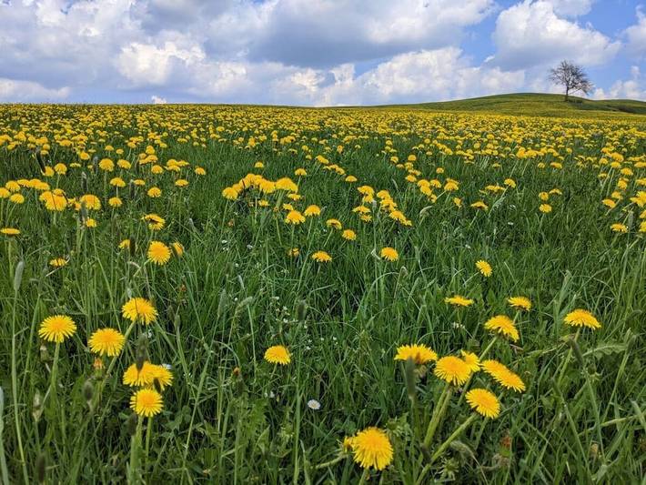 Ferienhaus für 4 Personen, mit Terrasse in Altusried - 4