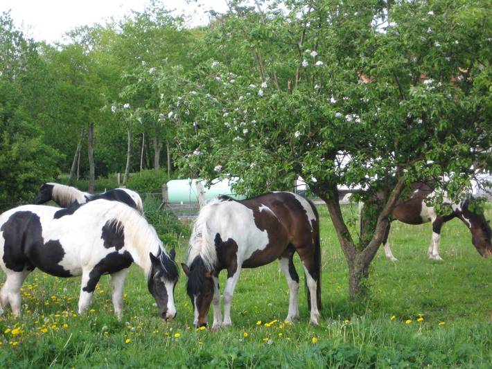 Ferienhaus für 4 Personen, mit Garten in Stralsund Umland - 3