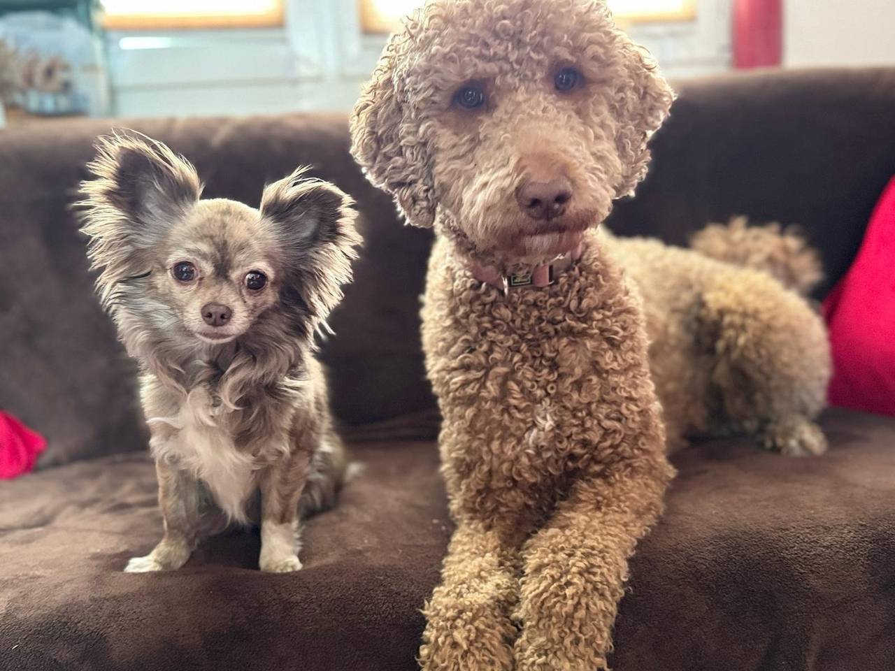 Tiny House - Auszeit im Wald am Badesee in Tanna, Saaleland