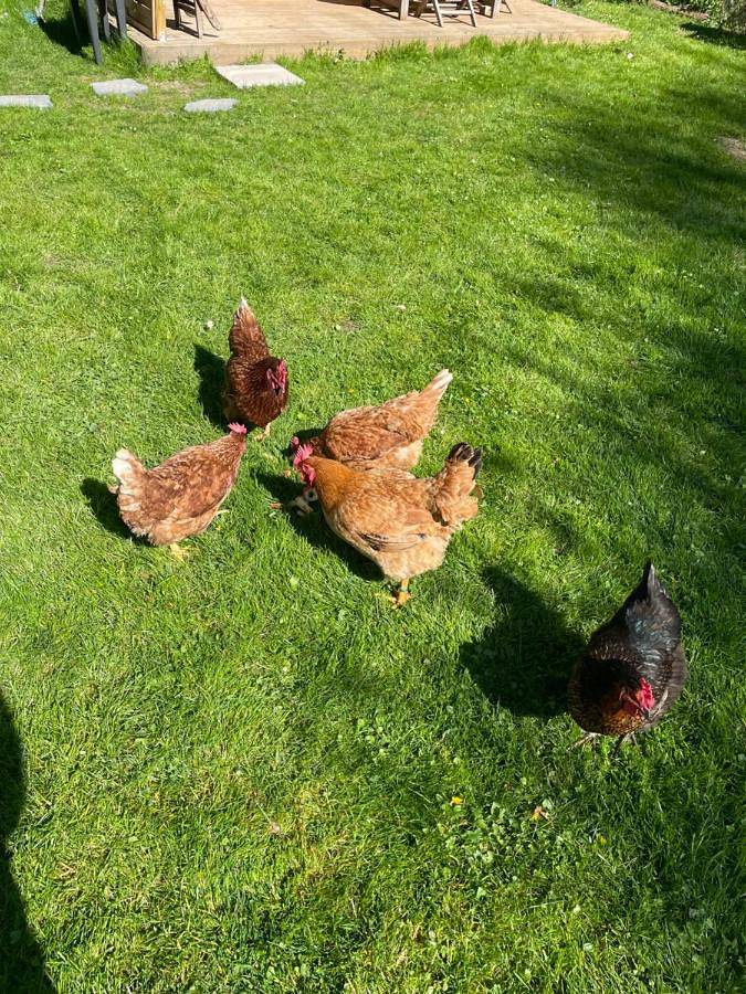 Gîte pour 6 personnes, avec vue et jardin, animaux acceptés à La Celle-sur-Morin - 4