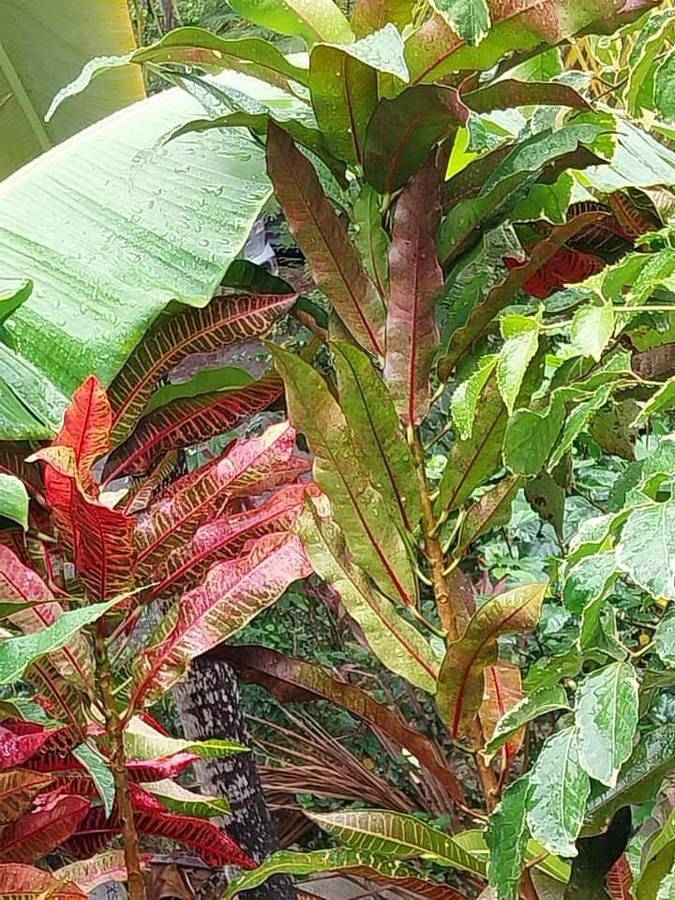 Gîte pour 4 personnes, avec jardin et vue dans Plage de Petite Anse - 2