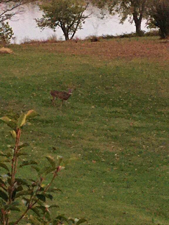 Perfekte Lage für Ihren Urlaub am See in Lake Barkley