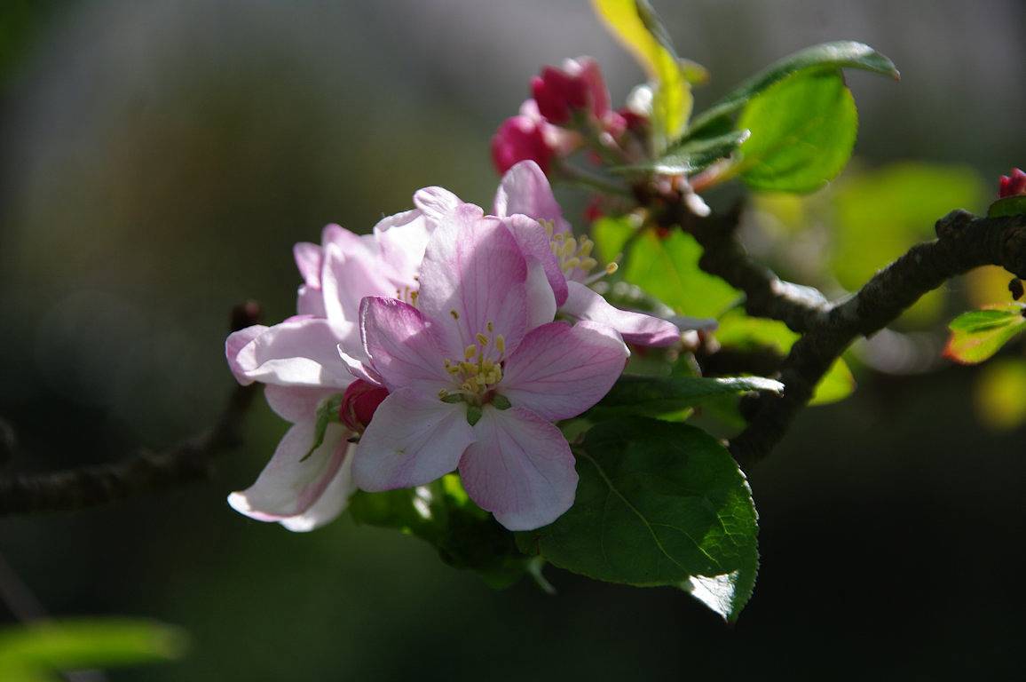À l'Ombre des Pommiers - Chambre Côté Nature in Ergué-Gabéric, Région de Quimper