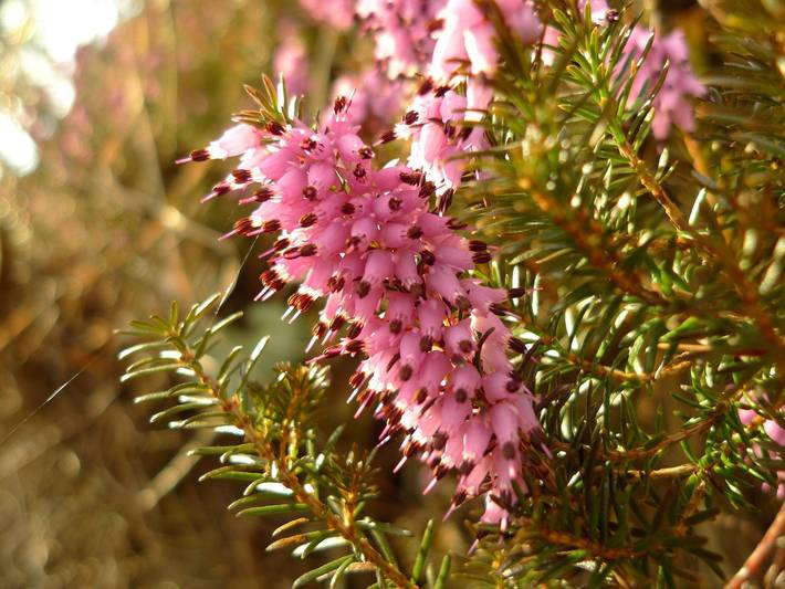Ferienwohnung für 2 Personen, mit Garten und Terrasse in Schneizlreuth - 3