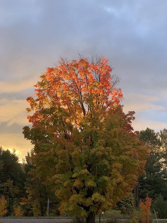 \"Just A Cottage Small\" in Emmet County