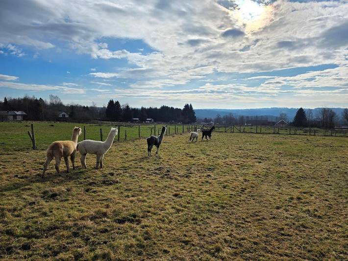 Location de vacances pour 4 personnes, avec vue ainsi que terrasse et jardin, animaux acceptés dans Longfaye - 3