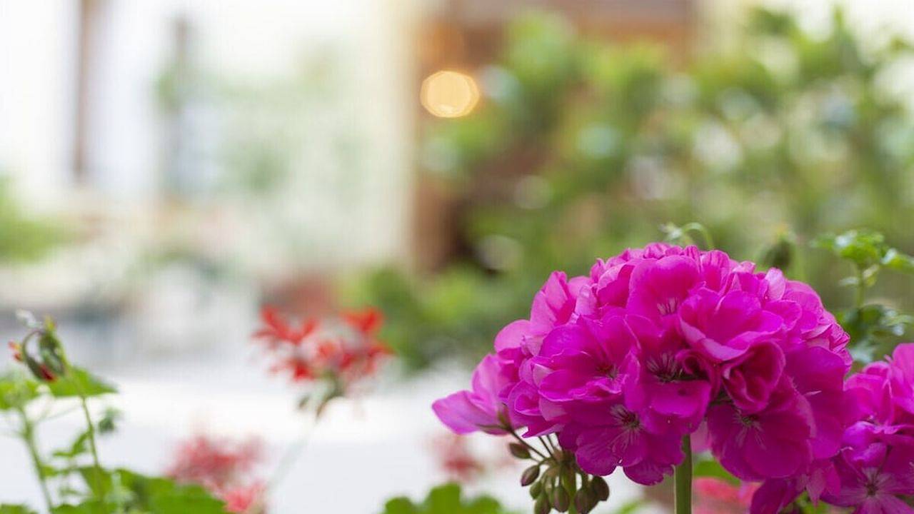 Ferienhaus für 1 Person (40 m²) in Ottakring in Wien, Wienerwald