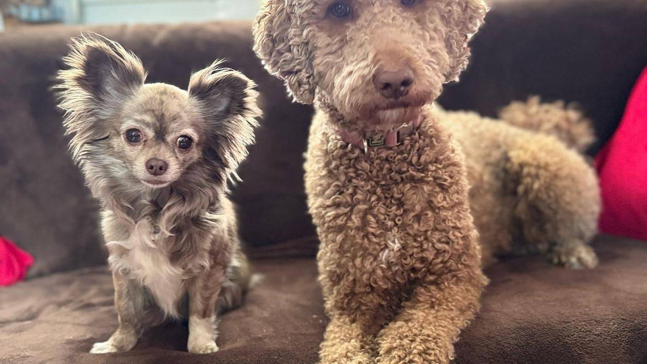 Ferienhaus für 2 Personen (25 m²) in Tanna in Tanna, Saaleland