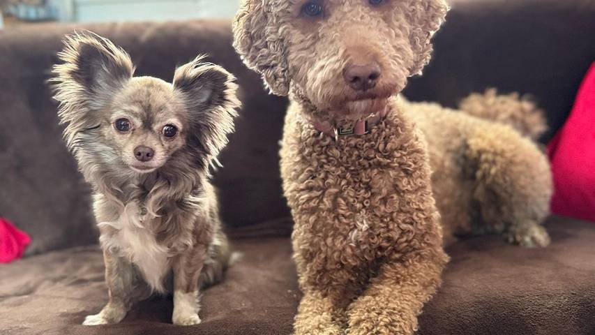 Ferienhaus für 3 Personen, mit Garten, mit Haustier in Thüringen - 2