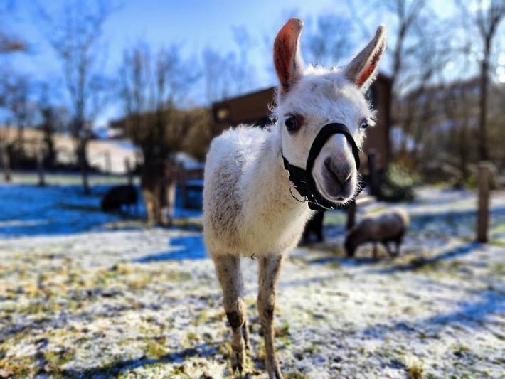 Location de vacances pour 3 personnes, avec jardin ainsi que jacuzzi et terrasse dans Redu - 2