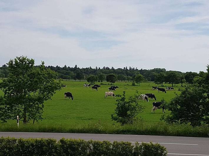 Ferienhaus für 5 Personen, mit Garten und Terrasse, mit Haustier in Großheide - 3