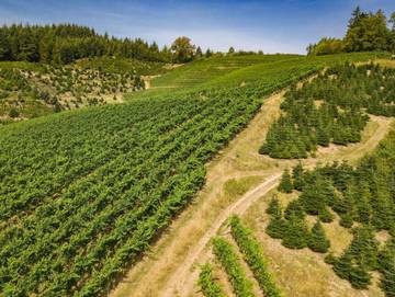 Ferienwohnung für 4 Personen in Oberkirch, Mittlerer Schwarzwald, Bild 4
