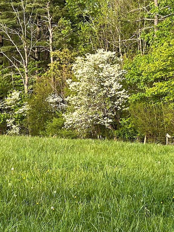 Sleepy Bear #1. One Bedroom Cabin on the Blue Ridge Parkway in Floyd Va in Blue Ridge Parkway, Floyd County