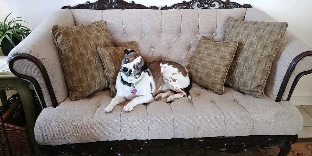 Bungalow in der Innenstadt! Tierfreundlich - Wifi! in Brevard, Transylvania County