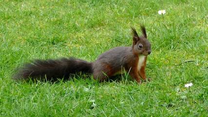 Hôtel pour 2 personnes, avec jardin à Saint-Paul-en-Born