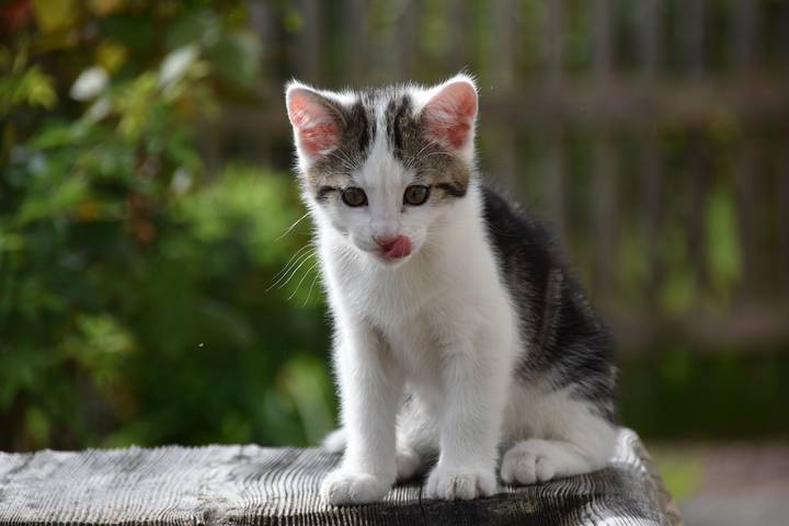 Bauernhof für 3 Personen, mit Garten, kinderfreundlich in Berchtesgaden - 4