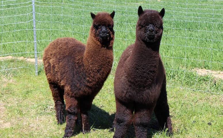 Ferienhaus für 4 Personen, mit Balkon und Sauna sowie Garten, mit Haustier in Waldmünchen - 4