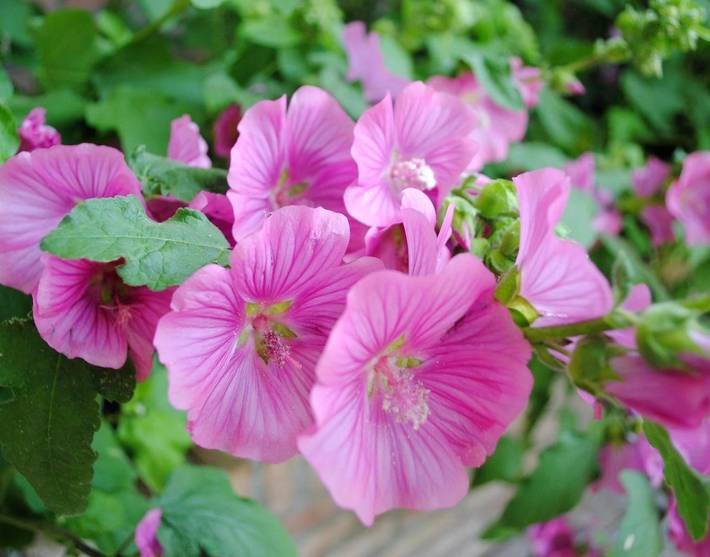 Gîte pour 2 personnes, avec jardin à Hamont-Achel - 4