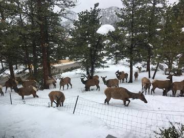 Vacation Home for 4 Guests in Estes Park, Larimer County, Picture 2