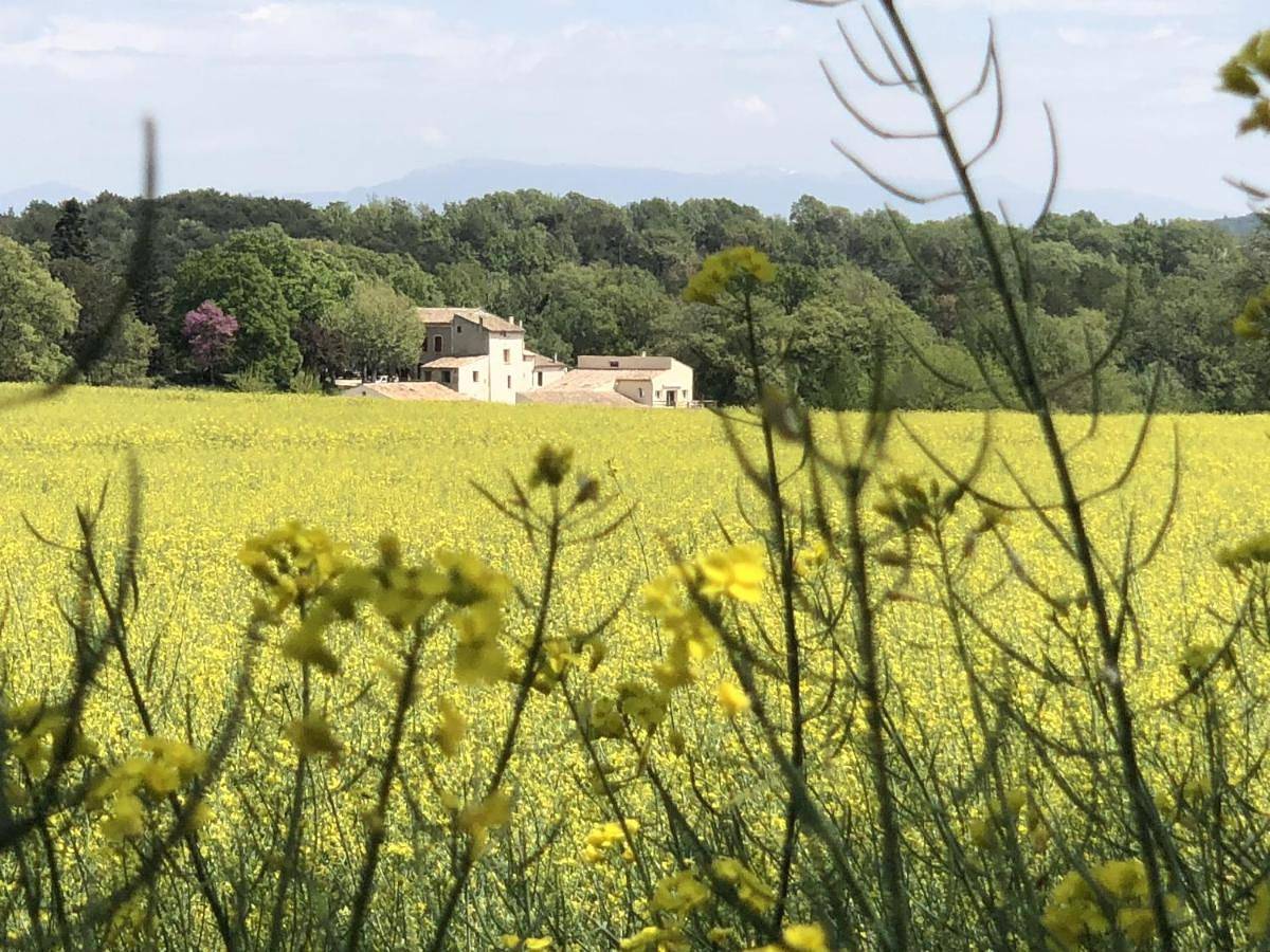 Les Ânes de Forcalquier in Forcalquier, Parc naturel régional du Luberon