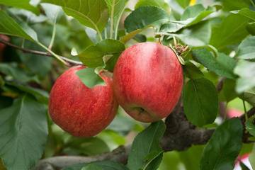 Bauernhof für 3 Personen in Steirerland, Oststeiermark, Bild 3