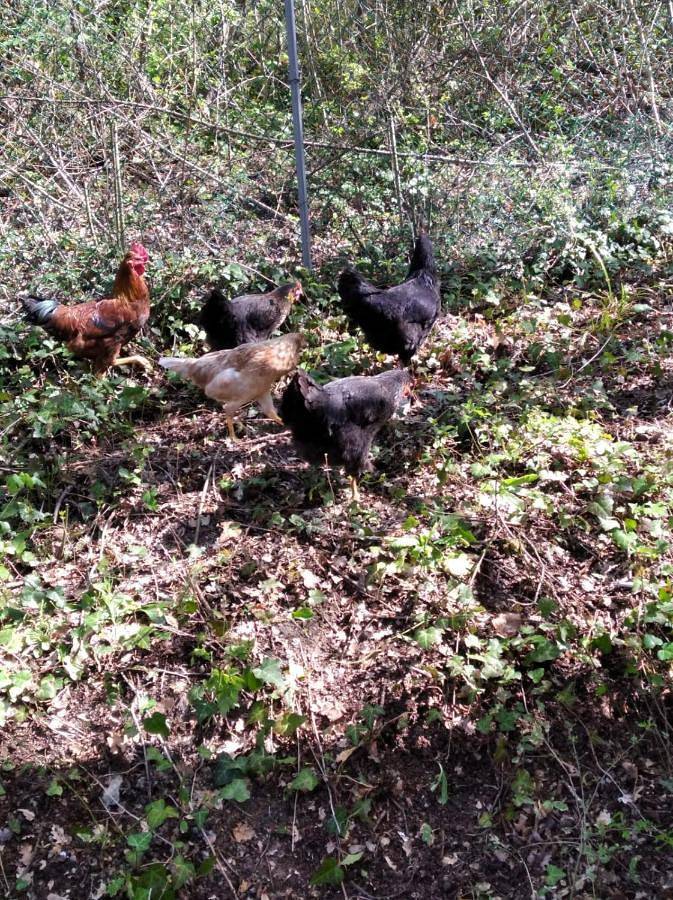 Location de vacances pour 6 personnes, avec jardin et vue, adapté aux familles à Pennabilli - 4