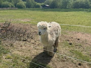 Ferienhaus für 6 Personen in Ludwigswinkel, Pfälzer Wald, Bild 4