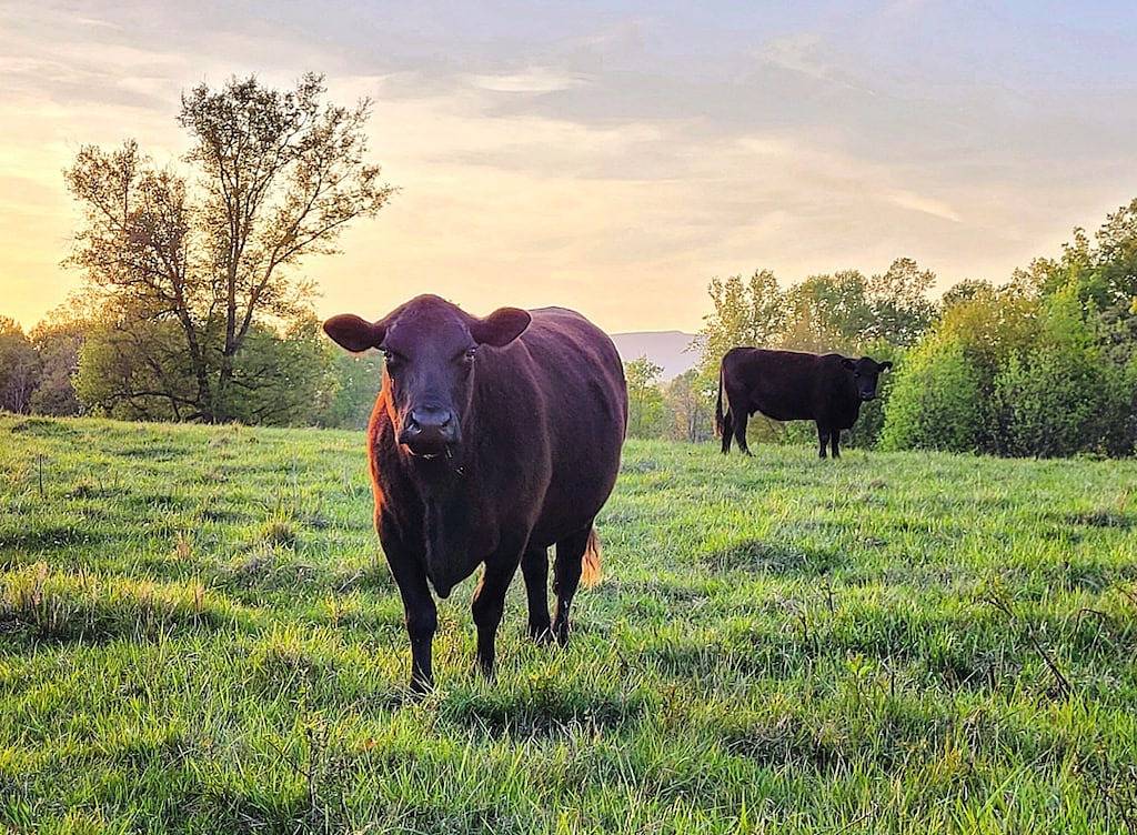 Moo Manor, 10 Mins from downtown Mayberry in Surry County