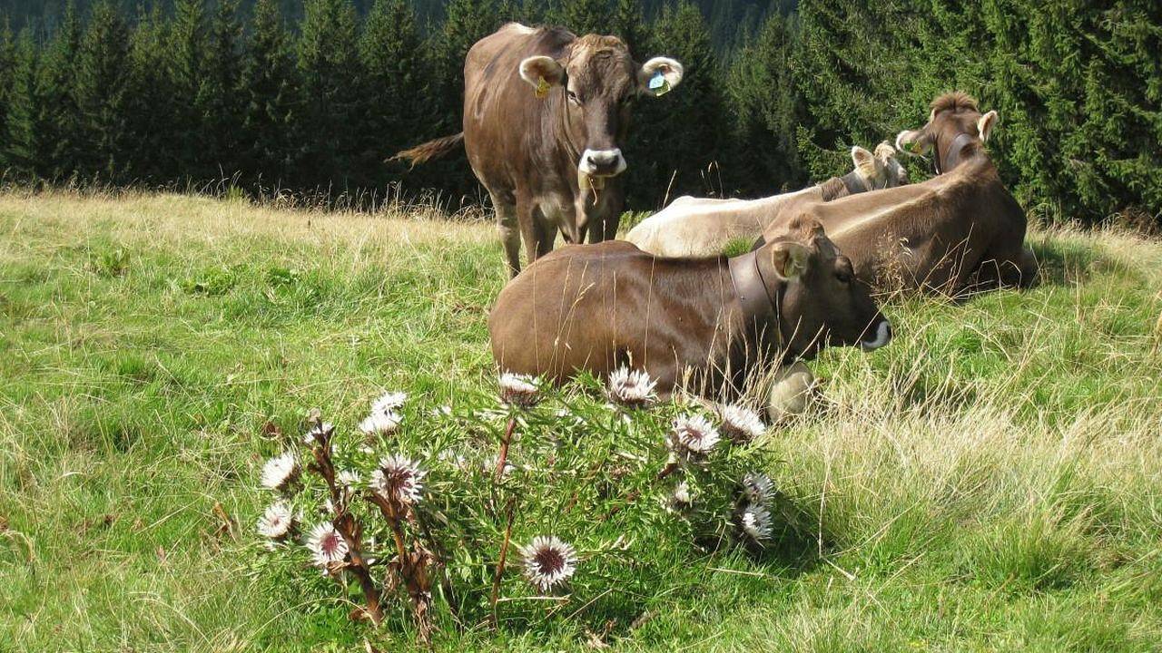Entire holiday apartment, Ferienwohnung für 2 Personen (40 m²) in Oberstaufen in Oberstaufen, Bavarian Swabia