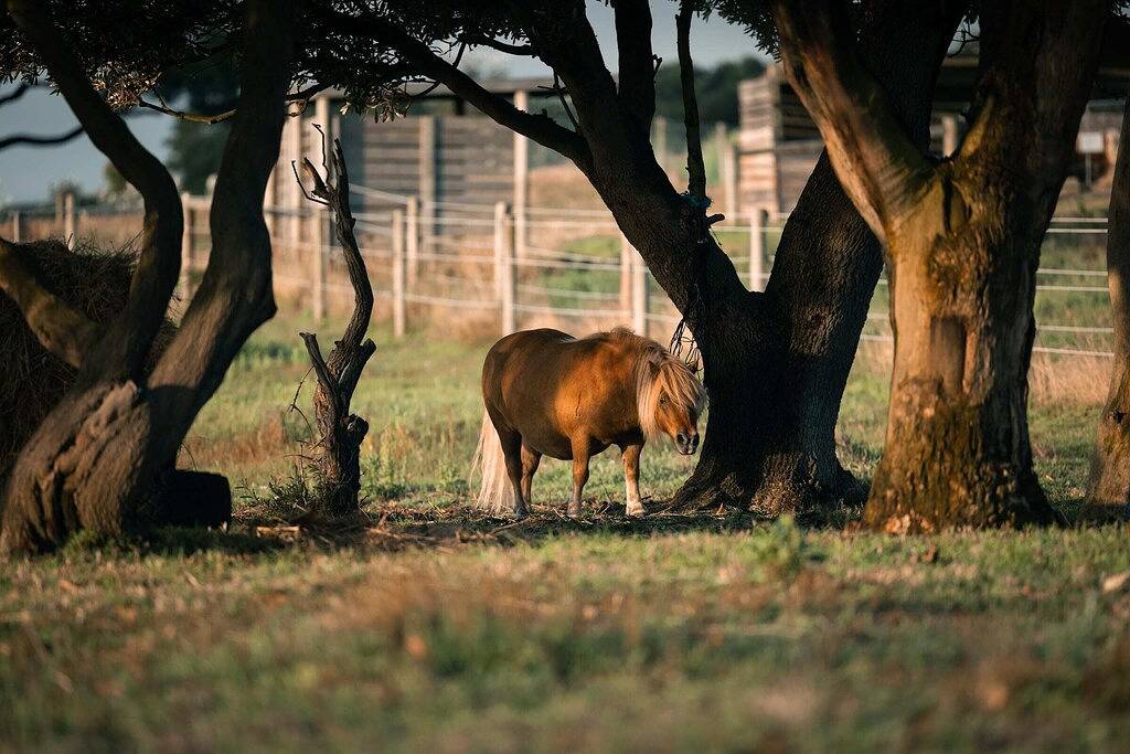 Tiny House Big View 2 Boneo by Tiny Away in Boneo, Mornington Peninsula