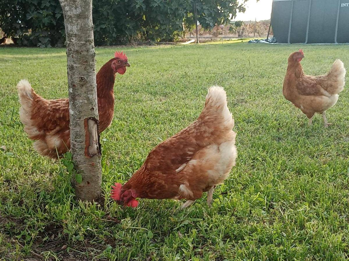 Holiday Home in Coruche, Fajarda e Erra, Distrito de Santarém