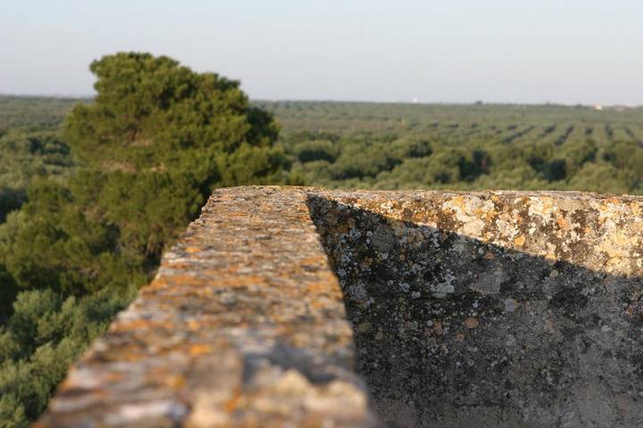 Agriturismo Torre del Cardo in Nardò (comune), Provincia di Lecce