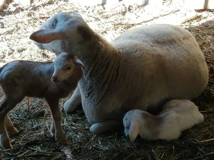 Casa rural para 6 personas, con jardín y vistas, Se admiten mascotas en Teror - 2