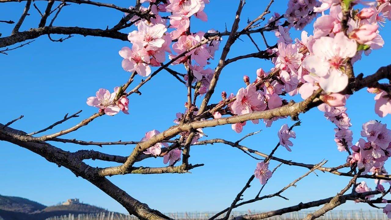 Ganze Ferienwohnung, Ferienwohnung für 2 Personen (50 m²) in Maikammer in Maikammer, Südliche Weinstraße