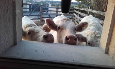 Gîte pour 6 Personnes dans Vendenesse-lès-Charolles, Région de Charolles, Photo 4