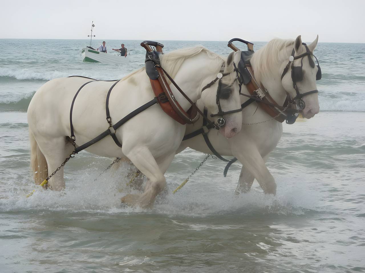 Gîte rural Tramontana - Ferme de los 4 Vientos in Audinghen, Boulogne-sur-Mer region