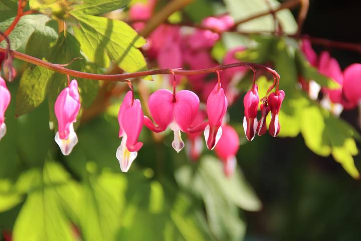 Ferienhaus für 2 Personen, mit Garten und Balkon in Timmendorfer Strand - 3