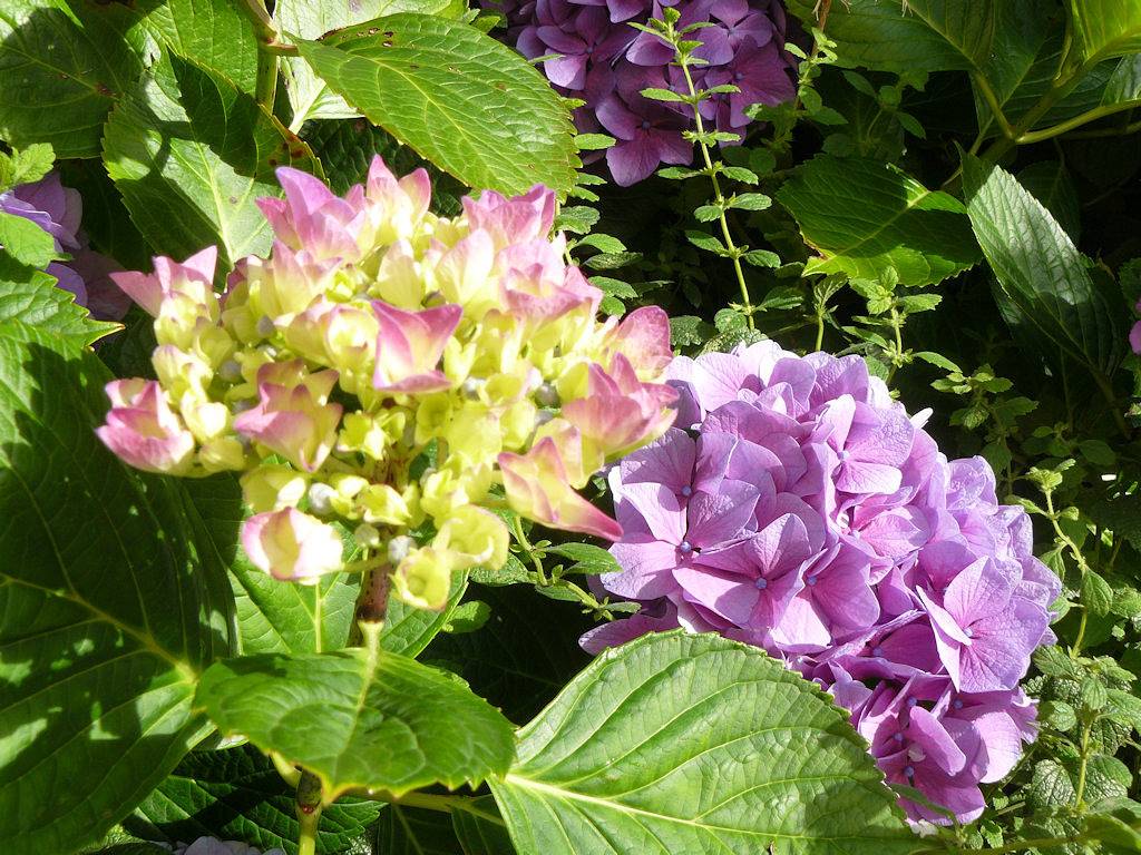 À l'Ombre des Pommiers - Chambre Côté Nature in Ergué-Gabéric, Région de Quimper