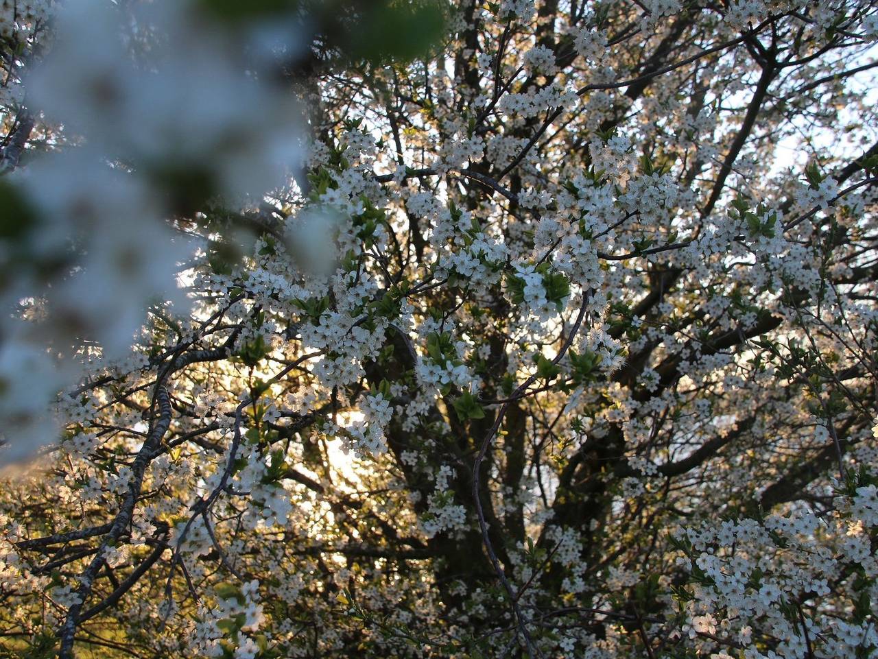 Ganze Ferienwohnung, Villa Hügel Maisonette Wohnung - Villa Hügel Maisonette Wohnung in Göhren-Lebbin, Mecklenburgische Seenplatte
