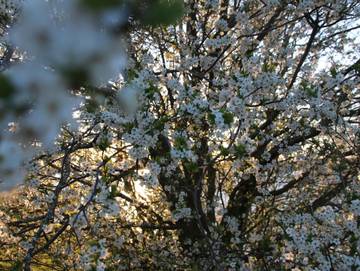 Ferienwohnung für 7 Personen in Göhren-Lebbin, Mecklenburgische Seenplatte, Bild 4