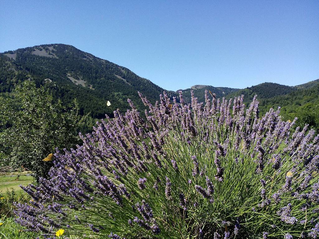 Les montagnes, les oiseaux, les fleurs et les papillons in Borée (Ardèche), Parc naturel régional des Monts d'Ardèche