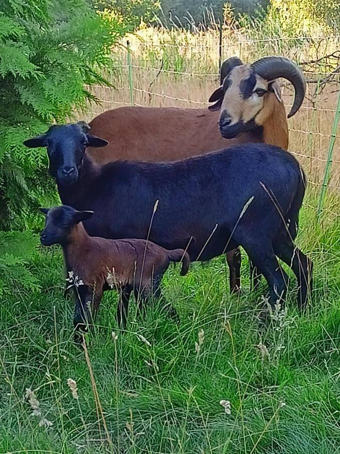 Gîte pour 2 personnes, avec vue et jardin à Verlinghem - 3