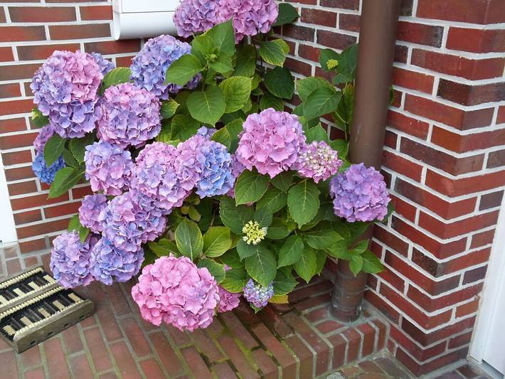 Ferienhaus für 3 Personen, mit Balkon in Horumersiel - 3