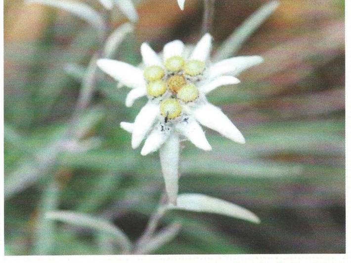 Ferienwohnung für 2 Personen, mit Garten und Balkon in Heiligenblut - 2