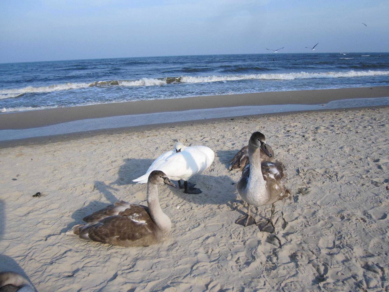 Ferienpark für 4 Personen in Seebad Zempin, Zempin